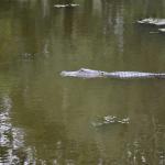 OTRA2014_1604 (September 03, 2014)